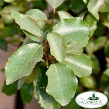 <p>Eleagnus</p>