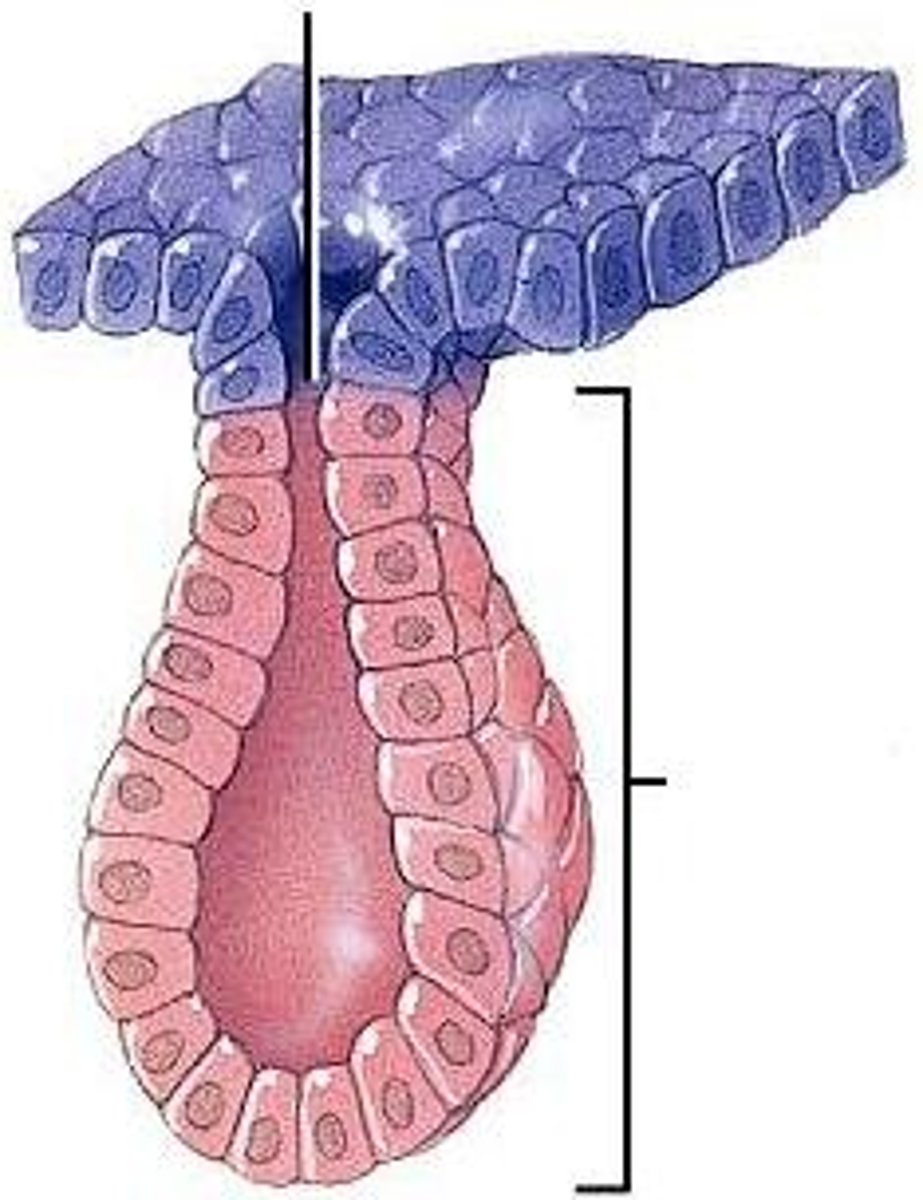 <p>secrete chemical substances into ducts that lead either to other organs or out of the body include merocrine gland, apocrine gland, and holocrine gland</p><p>product = hormones</p>