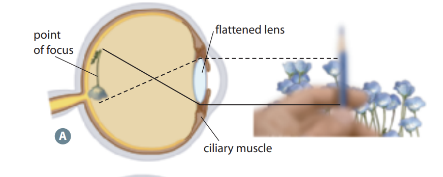 <p>The suspending ligaments tighten --&gt; lens thins</p><p>Your cornea reflection is sufficient enough so you don&apos;t need to bend the lens too much</p>