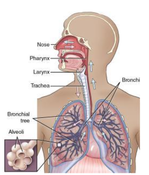 <p>O2 enters nose (or mouth) --> pharynx --> larynx --> trachea --> bronchial tree --> alveoli</p>