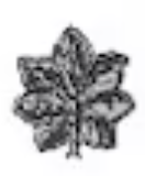 <p>Silver oak leaf (O5)</p>