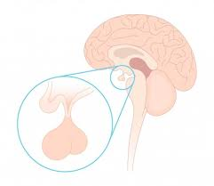 <p>what are the two parts of the pituitary gland and label them&nbsp;</p>