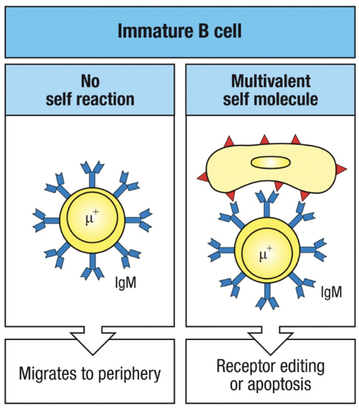 <ul><li><p><strong>Central Tolerance Testing</strong> in bone marrow ensures B cells are non-autoreactive:</p><ul><li><p><strong>No Self Reaction</strong>:</p><ul><li><p>B cells mature normally.</p></li><li><p>Migrate to peripheral lymphoid tissues.</p></li><li><p>Express <strong>both IgM and IgD</strong> and become mature, recirculating B cells.</p></li></ul></li><li><p><strong>Self-Reaction with Multivalent Self Molecule</strong>:</p><ul><li><p><strong>Receptor Editing</strong>:</p><ul><li><p>RAG proteins are reactivated for further light chain rearrangement.</p></li><li><p>If a non-autoreactive receptor forms, the B cell continues development.</p></li></ul></li><li><p><strong>Apoptosis (Clonal Deletion)</strong>:</p><ul><li><p>If receptor editing fails, the cell undergoes apoptosis.</p></li></ul></li></ul></li></ul></li><li><p><strong>Key Mechanism</strong>: Receptor editing predominantly ensures central tolerance, preventing autoimmunity by correcting or eliminating self-reactive B cells.</p><ul><li><p><strong>Defects</strong> in this process can lead to autoimmune diseases.</p></li></ul></li></ul><p></p>