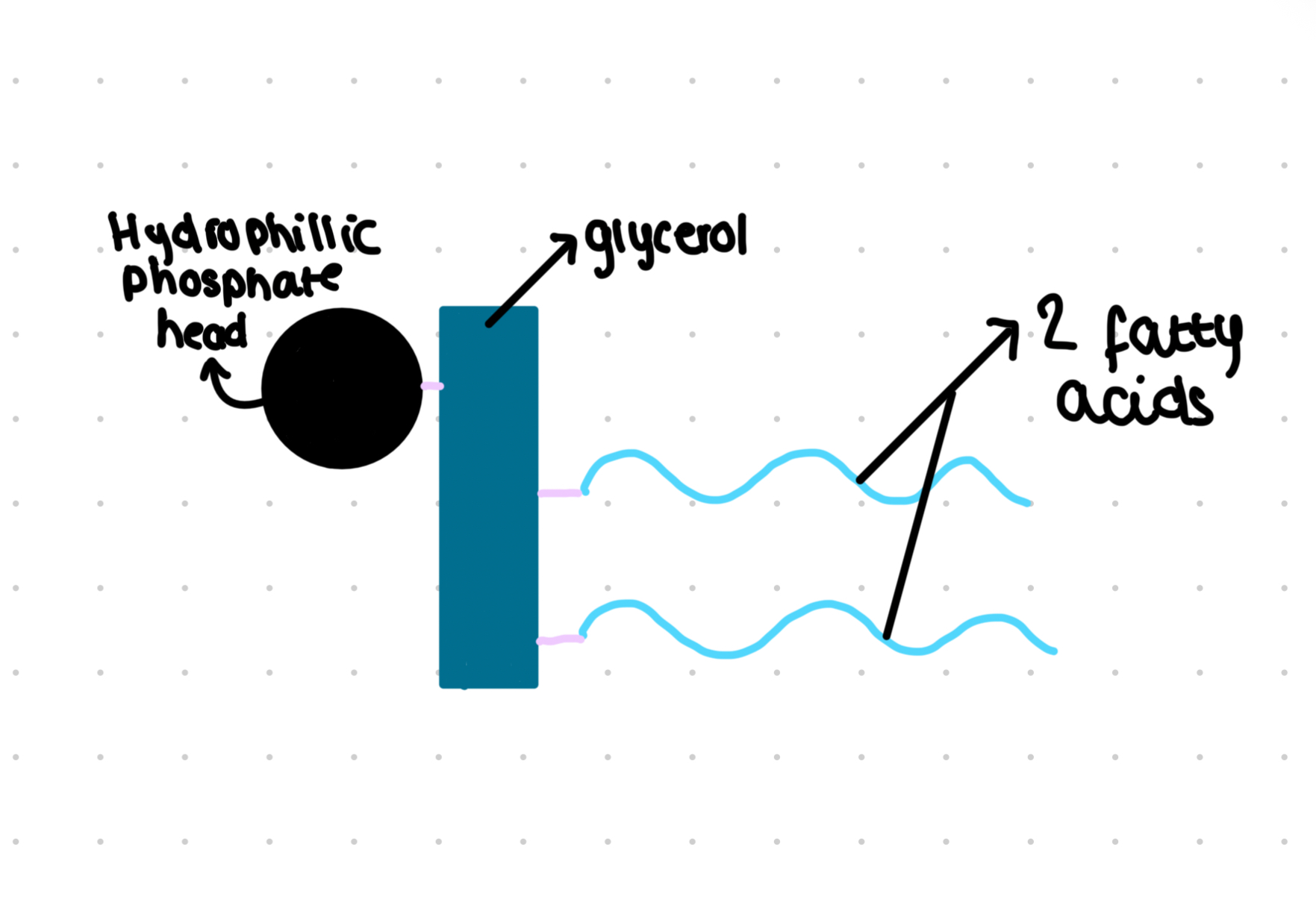<ul><li><p>One fatty acid can be replaced by a polar phosphate group</p></li><li><p>Hydrophilic head</p></li><li><p>Hydrophobic tail</p></li><li><p>Membrane lipids are a amphipathic </p></li><li><p>Partially permeable helps control movement of substance across the cell</p></li></ul>