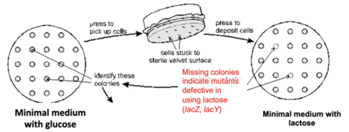 <p>-mutants grew colonies on minimal medium + glucose and replica plated on minimal medium + lactose</p><p>-those that didn't grow on minimal medium + lactose were defective is lactose usage (mutations in lacZ and lacY)</p>