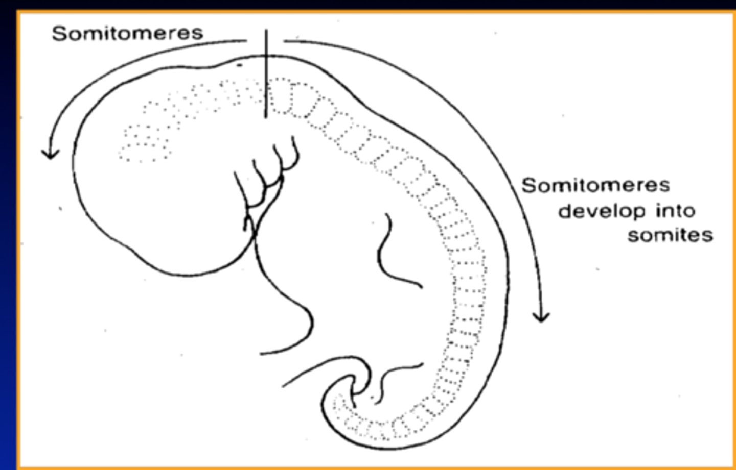 <p>Small derivatives of the paraxial mesoderm resembling paired blocks that ultimately migrate to the pharyngeal arches and to the face.<br>-will further differentiate into somites</p>
