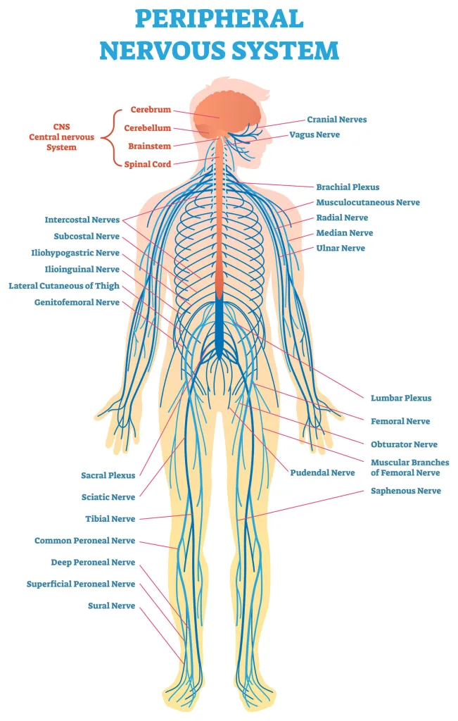 <p>peripheral nervous system</p>