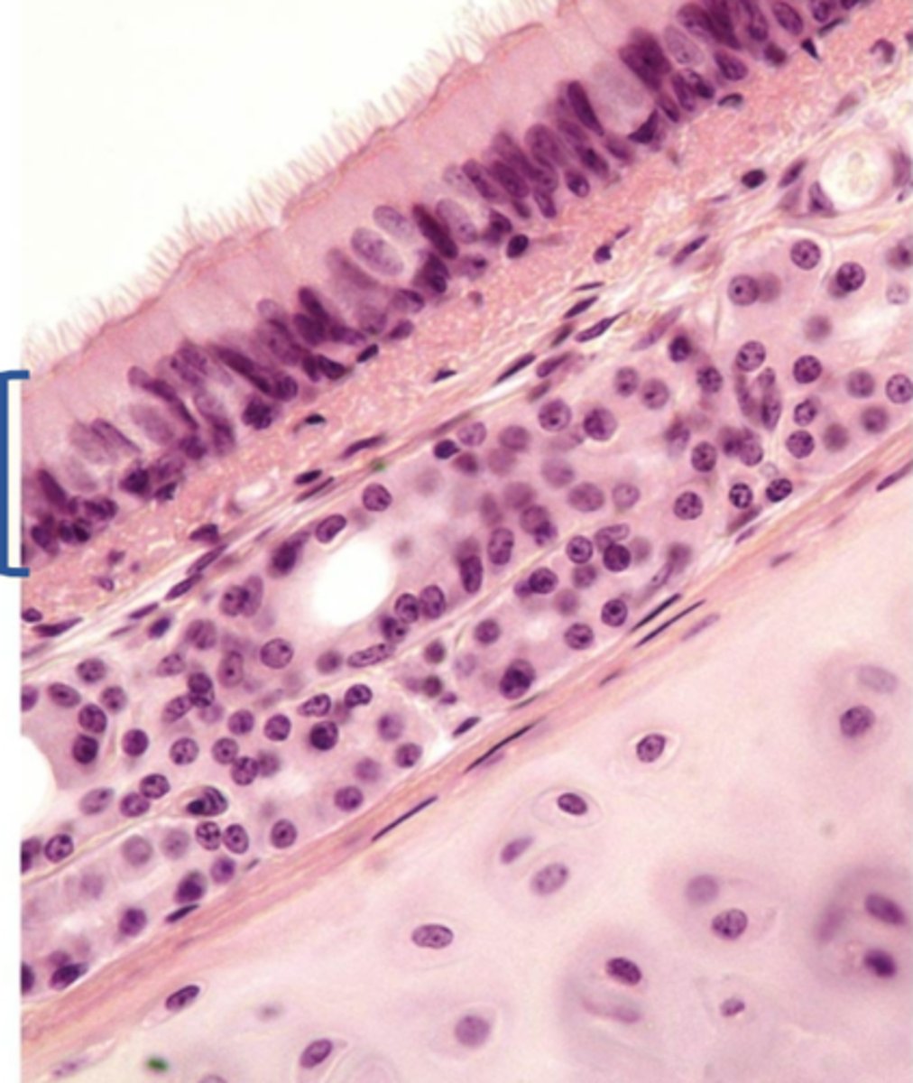 <p>Name the organ</p>