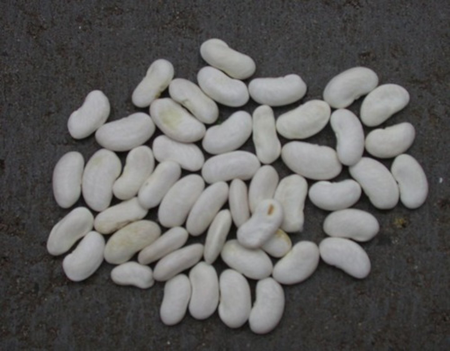 <p>beans</p>