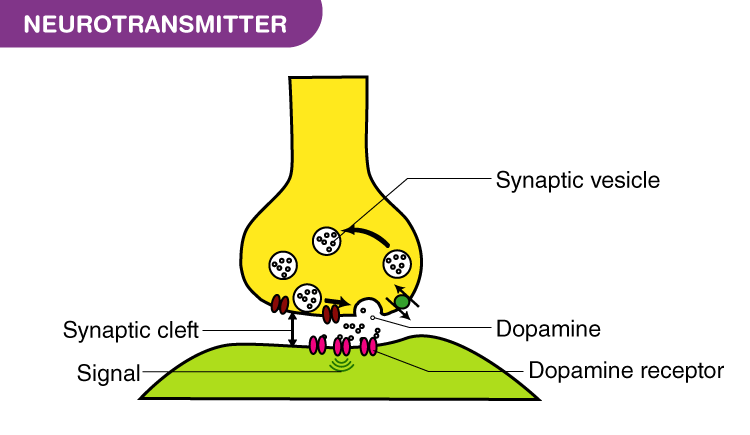 <p>Synaptic Cleft</p>