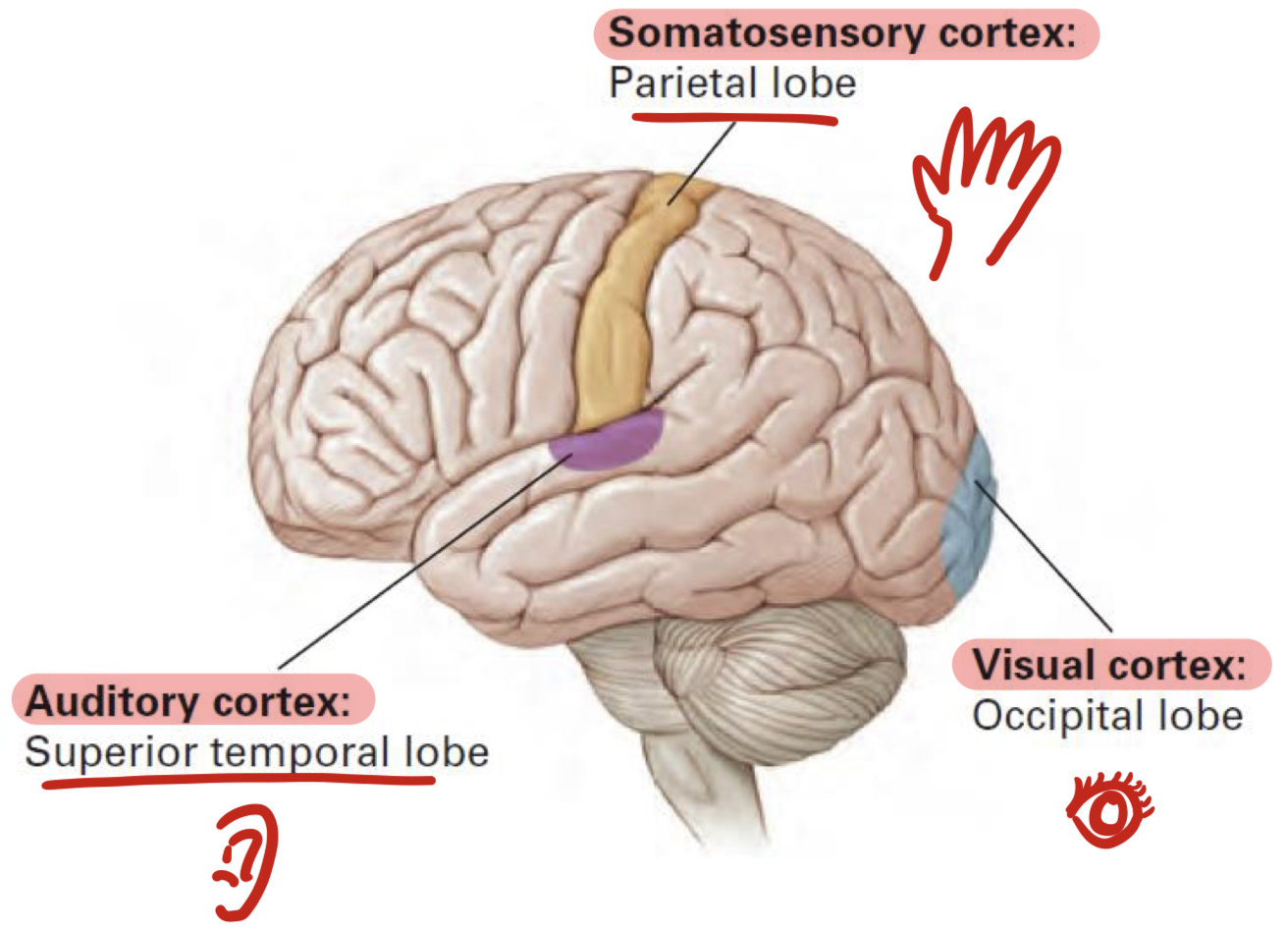 <ul><li><p>Semantic memories seem to be stored in a distributed fashion throughout the cerebral cortex</p></li><li><p><strong>Sensory cortices:</strong></p><ul><li><p>First cortical processing center for a sense</p></li><li><p>Somatosensory cortex, auditory cortex, visual cortex</p></li></ul></li><li><p><strong>Association cortices:</strong></p><ul><li><p>Links across senses</p></li><li><p>Get activated between sensory cortices and show links</p></li></ul></li></ul><p></p>