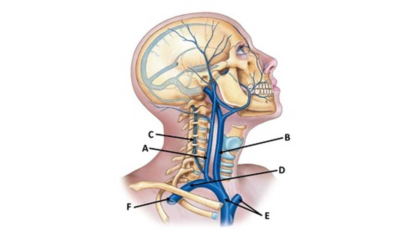 <p>Name the blood vessel labeled 'D'.</p>