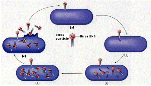 Attaches to a host cell, infects, and break the cell, turning it into a virus 'powerhouse'
