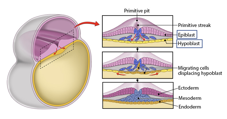 <ul><li><p>process where epiblast forms the 3 primary germ layers (blastocyst becomes an embryo)</p><ul><li><p>ectoderm</p><ul><li><p>forms from the remaining epiblast cells (outer layer)</p></li></ul></li><li><p>mesoderm</p><ul><li><p>forms btw the ectoderm and endoderm, from migrating epiblast cells</p></li></ul></li><li><p>endoderm</p><ul><li><p>forms from epiblast cells that replace the hypoblast (inner layer)</p></li></ul></li></ul></li><li><p>primitive streak</p><ul><li><p>the region where migration of cells occurs to form these layers</p></li><li><p>epiblast cells migrate inward</p></li><li><p>endoderm forms from cells that replace the hypoblast</p></li><li><p>mesoderm orms btw endoderm and epiblast</p></li><li><p>ectoderm forms from remaining epiblast cells</p></li><li><p>result: 2 layers (epiblast and hypoblast)→ 3 layers: ectoderm, mesoderm, endoderm</p></li></ul></li><li><p>these 3 layers give rise to all tissues and organs in body</p></li></ul><p></p>