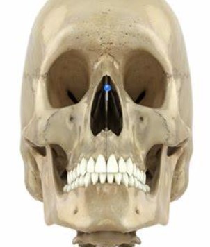 <p>what bone structure is the arrow pointing to?</p>