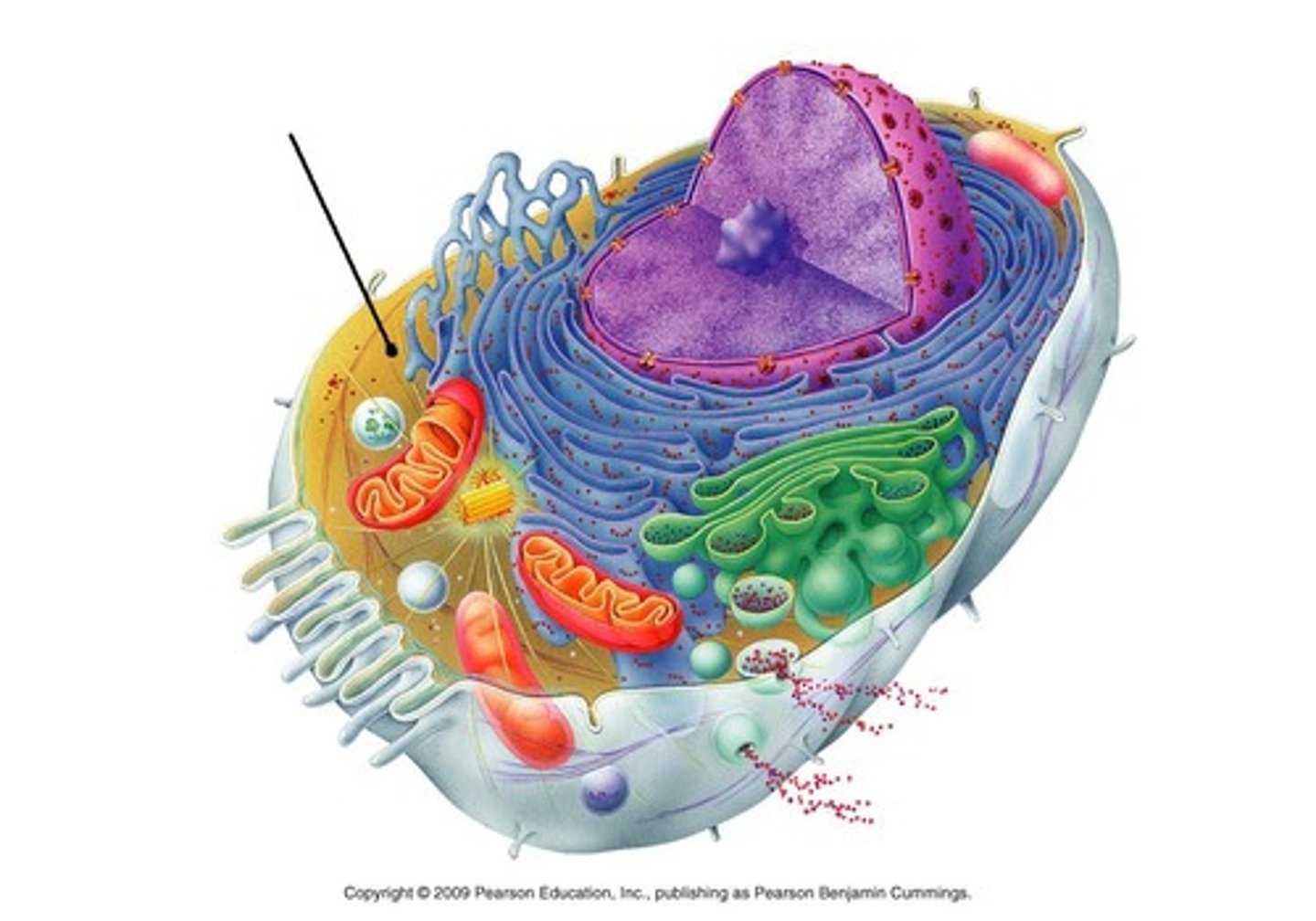 <p>Fluid within cytoplasm containing organelles</p>