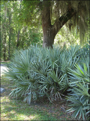 <p>Saw Palmetto</p>
