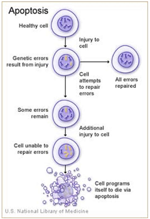 <ul><li><p>Cancer = uncontrolled cell growth + failure of apoptosis</p></li><li><p>Damaged cells avoid death → continue dividing</p></li><li><p>Leads to tumor formation (benign or malignant)</p></li></ul><p></p>
