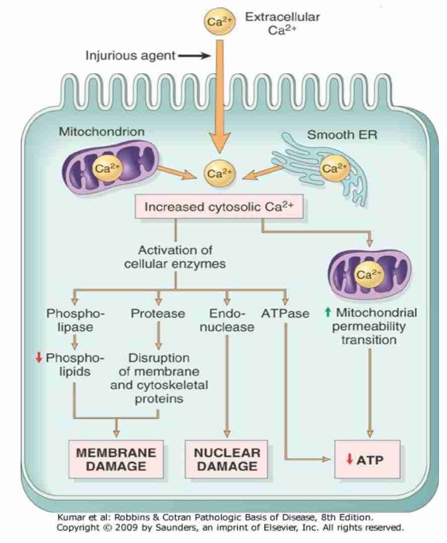 <p>Loss of Calcium homeostasis </p>