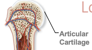 <p>Articular Cartilage</p>