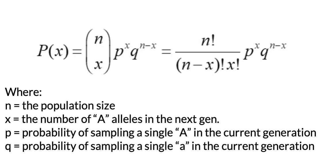 can model the probability of getting a particular number of “A” alleles in the next generation
