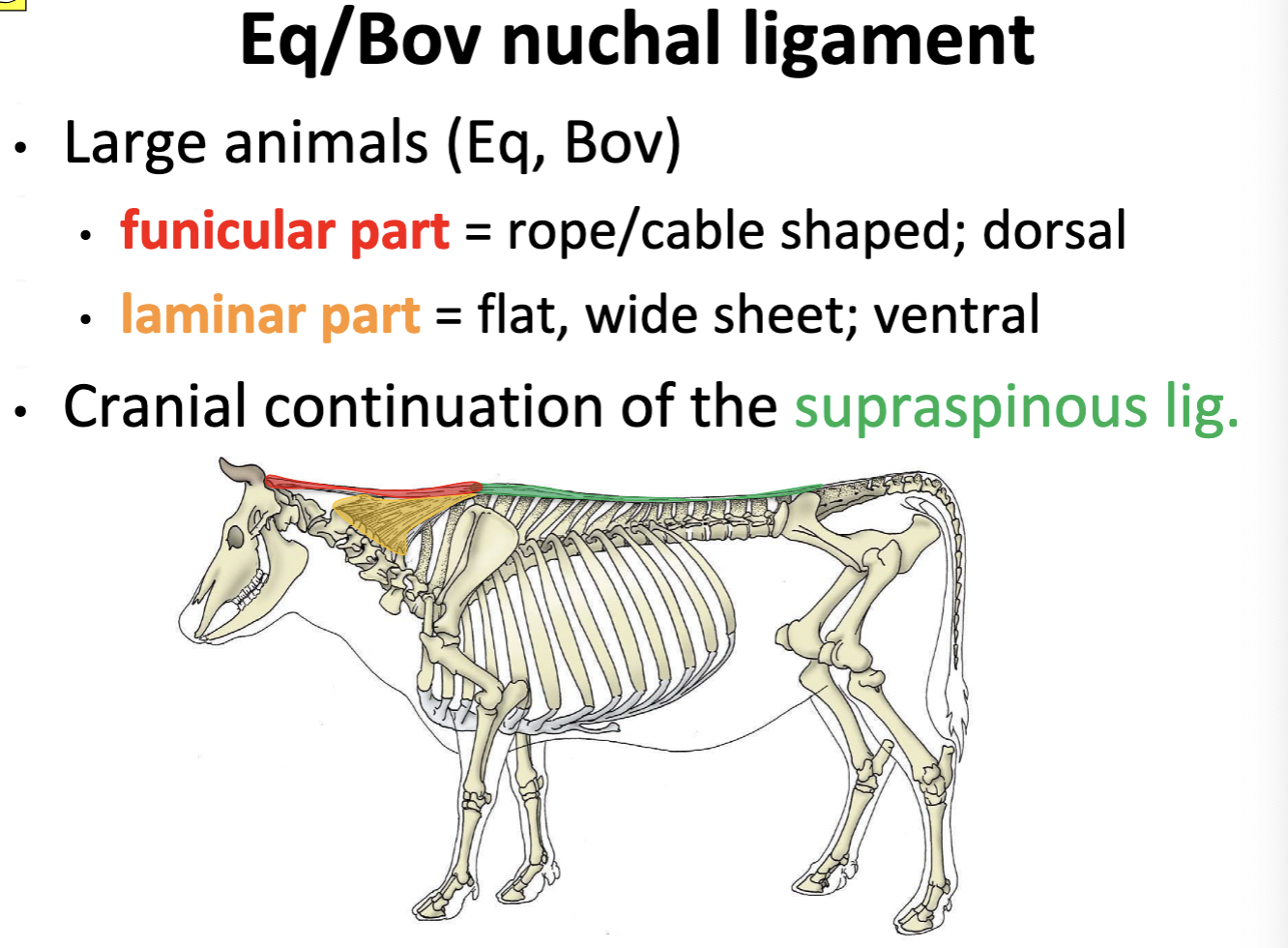 <p>funicular part = rope/cable shaped; dorsal</p><p>laminar part = flat, wide sheet; ventral</p>