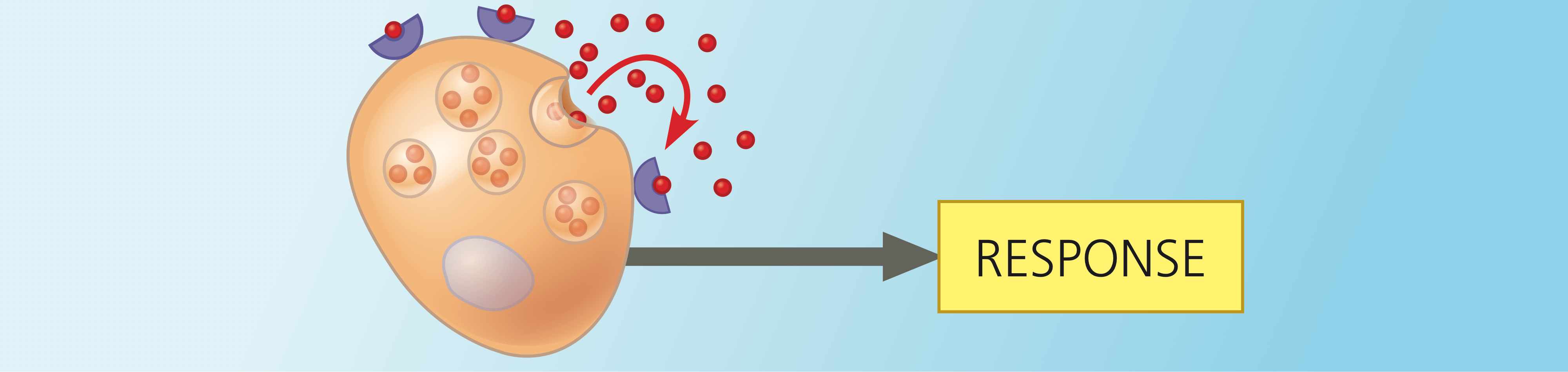 <p>Signals diffused locally to trigger a response in the cells that secrete them.</p>