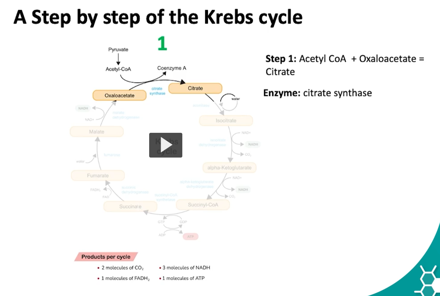 <p>moving onto the steps of the kreb’s cycle. </p><p>the first step of the kreb’s cycle begins with acetyl-CoA</p><p>the acetyl-CoA, which has two carbons, combines with oxaloacetate, which has four carbons, by the action of citrate synthase, to form citrate, a six carbon intermediate. </p><p>what is happening during this reaction is the methyl group of the acetyl-CoA reacts with the carbonyl group of the oxaloacetate, this is known as an aldol condensation followed by a hydrolysis of carbon dioxide.  </p>