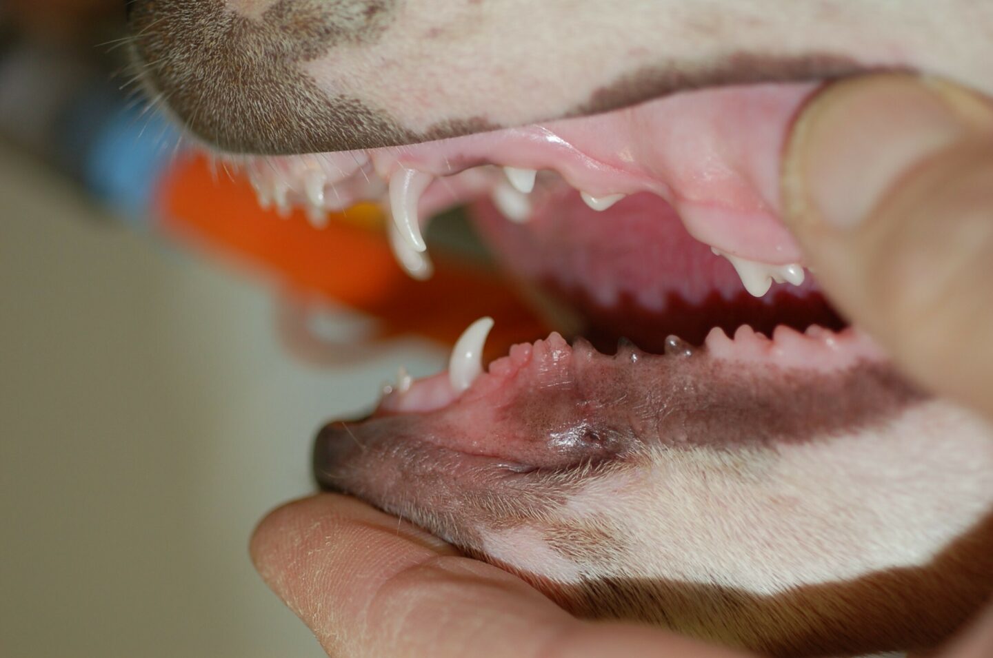 <p>Varkensgebit (bovenbeet)</p>