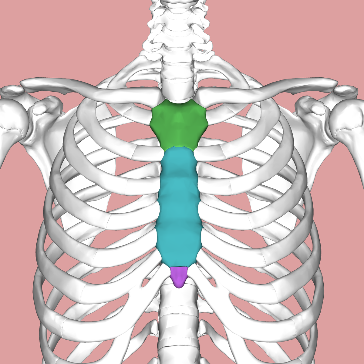 <p>Sternum</p>