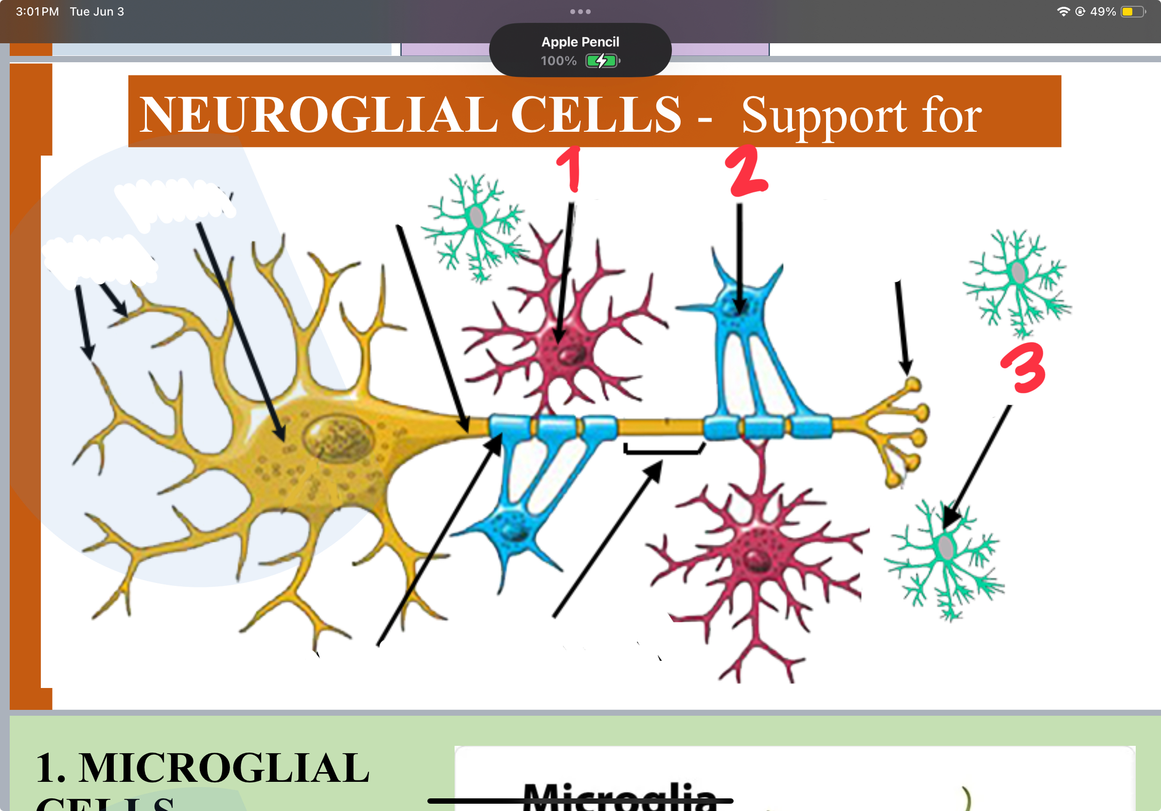 <p>what neuroglia cell is this? (3)</p>