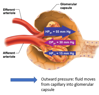 <ul><li><p>blood pressure of the glomerular capillaries that forces fluid out of glomerulus and into the space of the glomerular capsule</p></li></ul><p></p>