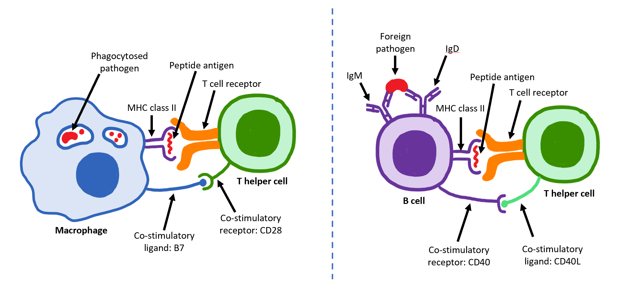 <p>HIV adsorbs to what type of cells?</p>