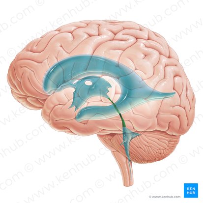 <p>The <strong><em></strong></em>__ is a narrow channel that connects the third ventricle to the fourth ventricle in the brain, allowing the flow of cerebrospinal fluid.</p>