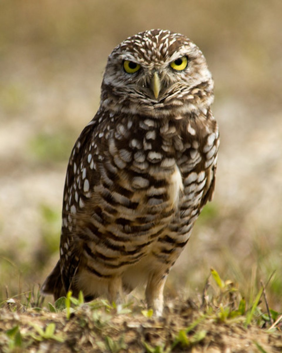 <p>grasslands associated with burrowing mammals; also, golf courses, cemeteries, vacant lots, etc.</p>