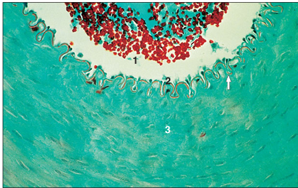 <p>name of histologic slide:</p><p>Specie:</p><p>Parts</p><p>1.__ 2. __ 3.__ </p><p>Stain Used:</p>