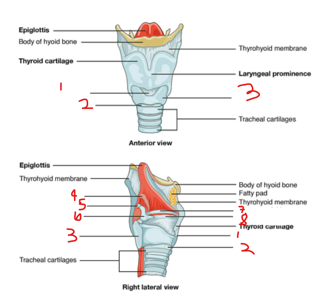<p>label the larynx</p>