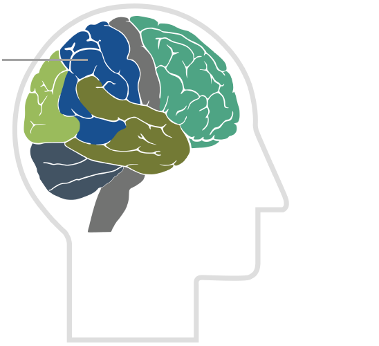 <p>it is located at behind the frontal lobe</p>