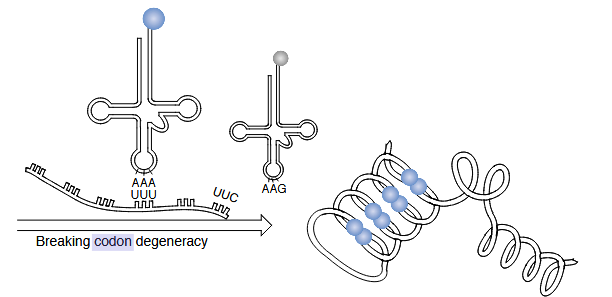 <p>64 codons, >20 amino acids</p>