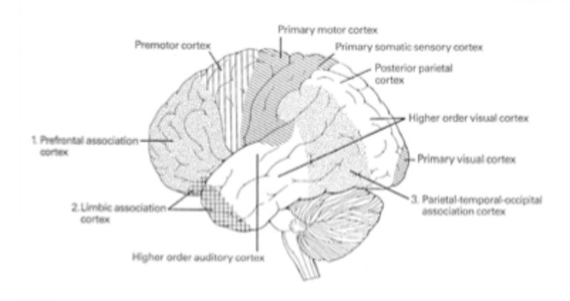 <ul><li><p>Motor cortex</p></li><li><p>Premotor cortex (damage= brocas aphasia)</p></li><li><p>Prefrontal cortex</p></li><li><p>Orbitofrontal cortex </p></li></ul><p></p>