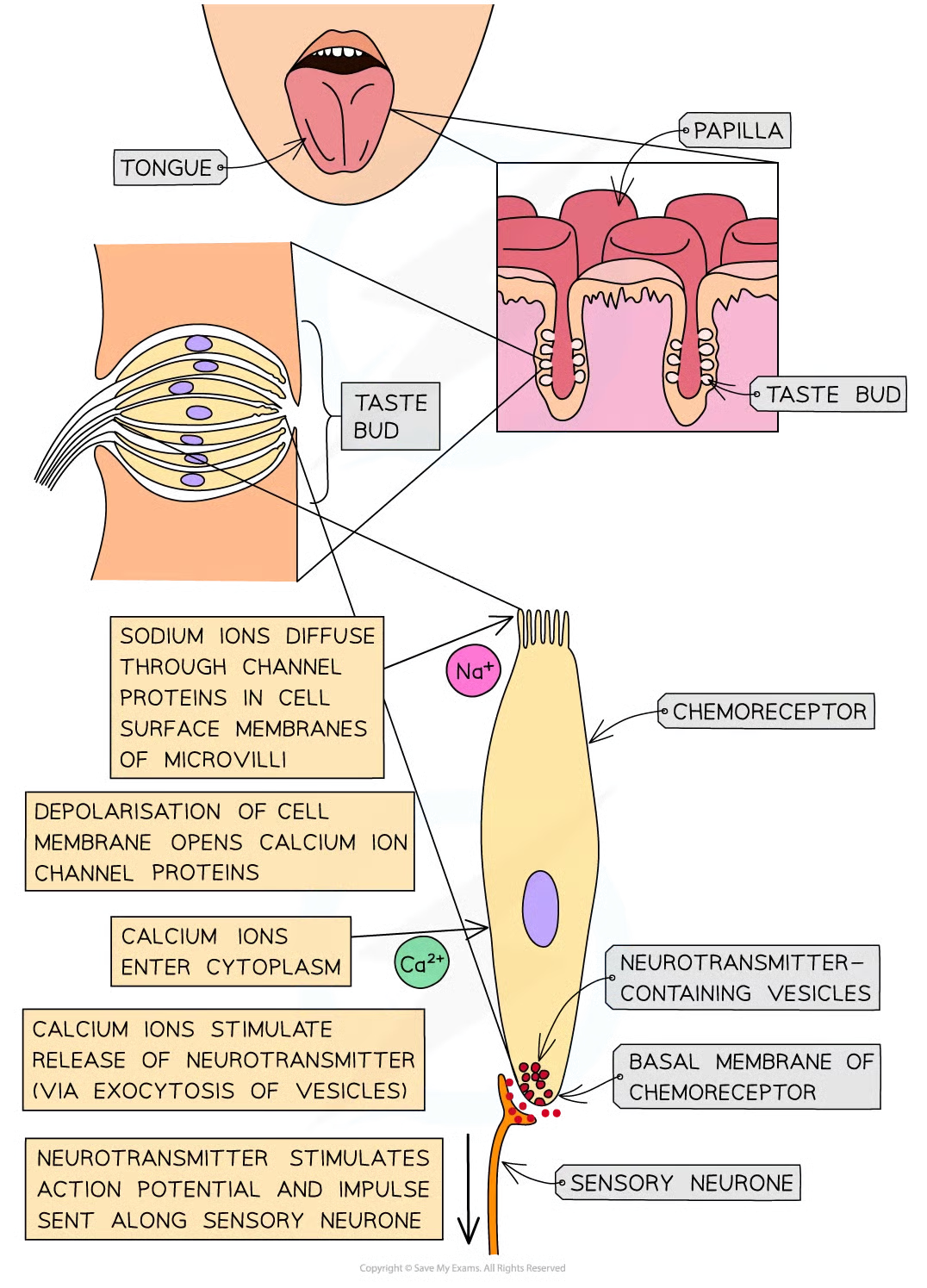<ul><li><p>na+ diffuse thru highly selective channel proteins in csm of microvilli of chemoreceptor cells</p></li><li><p>leads to depolarisation of chemoreceptor cell memb</p></li><li><p>increase in + charge inside cell = receptor potential</p></li><li><p>if sufficient stimulation by na+ and sufficient depolarisation of membrane, the receptor potential becomes large enough to stimulate voltage-gated calcium ion channel proteins to open</p></li><li><p>as result, calcium ions enter the cyto of chemoreceptor cell and stimulate exocytosis of vesicles containing neurotransmitters from the basal membrane of the chemoreceptor</p></li><li><p>neurotransmitter stimulates an action potential in sensory neurone</p></li><li><p>sensory neurone then transmits an impulse to the brain</p></li></ul><p></p>