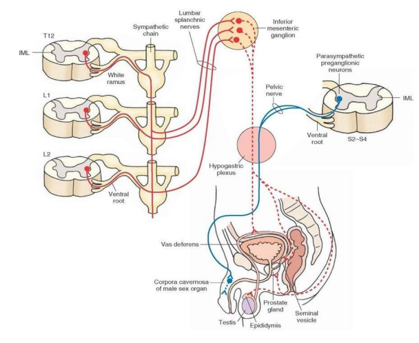 <p>Autonomic Innervation</p>