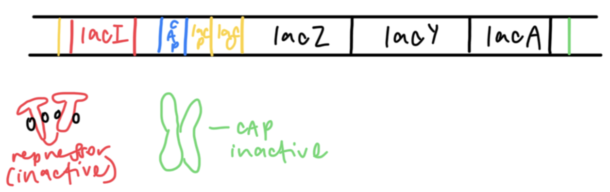 <ol><li><p>transport of glucose into the cell stimulates a signalling pathway that causes intracellular concentration of cyclic-AMP (cAMP) to decrease</p></li><li><p>cAMP is produced from ATP catalysed by adenylyl cyclase</p></li><li><p>low concentration of cAMP prevents cAMP from binding to CAP, hence CAP is inactive</p></li><li><p>inactive CAP does not bind to CAP site, hence transcription of lac operon is low</p></li></ol><p></p>