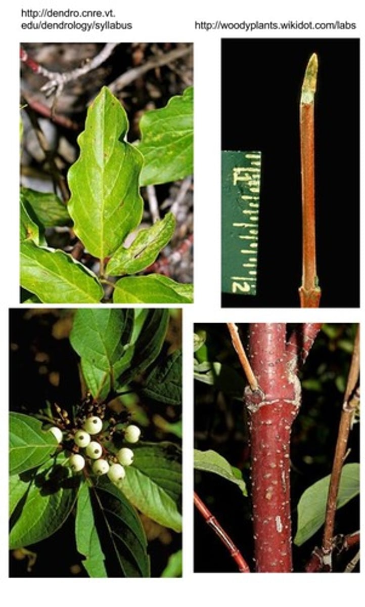 <p>Cornaceae Cornus sericea</p>