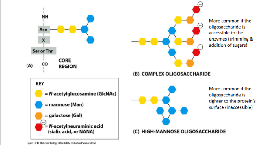 <p>Processing depends on the position of oligosaccharide in the protein (folded shape of the protein)</p>