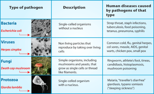 <p><strong>Any microorganisms </strong>that <strong><mark data-color="#47a02c" style="background-color: #47a02c; color: inherit">can cause disease</mark></strong> in plants or animals</p><p>Pathogens include:</p><p>#1. Bacteria = Tuberculosis</p><p>#2. Fungi = Athlete’s Foot</p><p>#3. Protozoa (which include Protists) = Malaria</p><p>#4. Viruses = HIV/AIDS</p>
