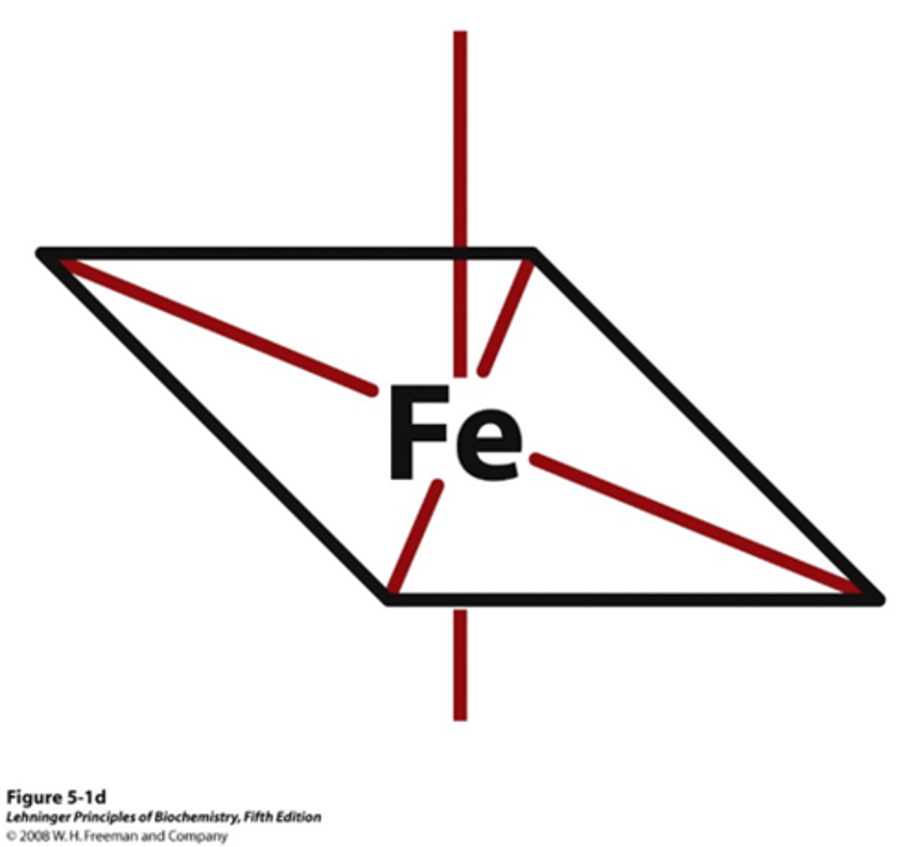 <p>6 sites:</p><p>- 4 are taken up by heme ring</p><p>- 2 are left free to bond to either: 1) a proximal histidine or 2) molecular oxygen</p>