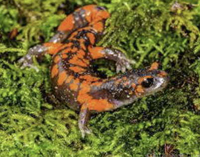 <ul><li><p>brown w/ large orange spots on back</p></li><li><p>estivate in summer in holes or under woodrat nests</p><ul><li><p>estivate = state of dormancy in hot, dry periods</p></li></ul></li><li><p>found far from water → under rocks & logs (moist)</p></li><li><p>activity depends on moisture conditions</p></li></ul><p></p>