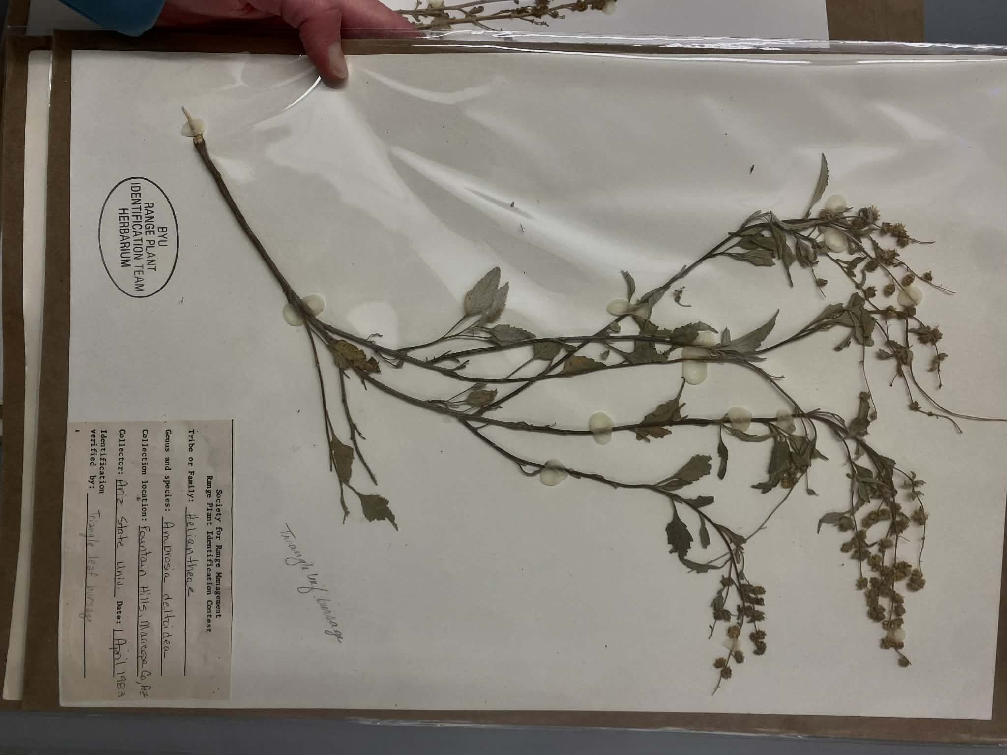 <p>Heliantheae, P, N, Ambrosia deltoidea, triangleleaf bursage</p>