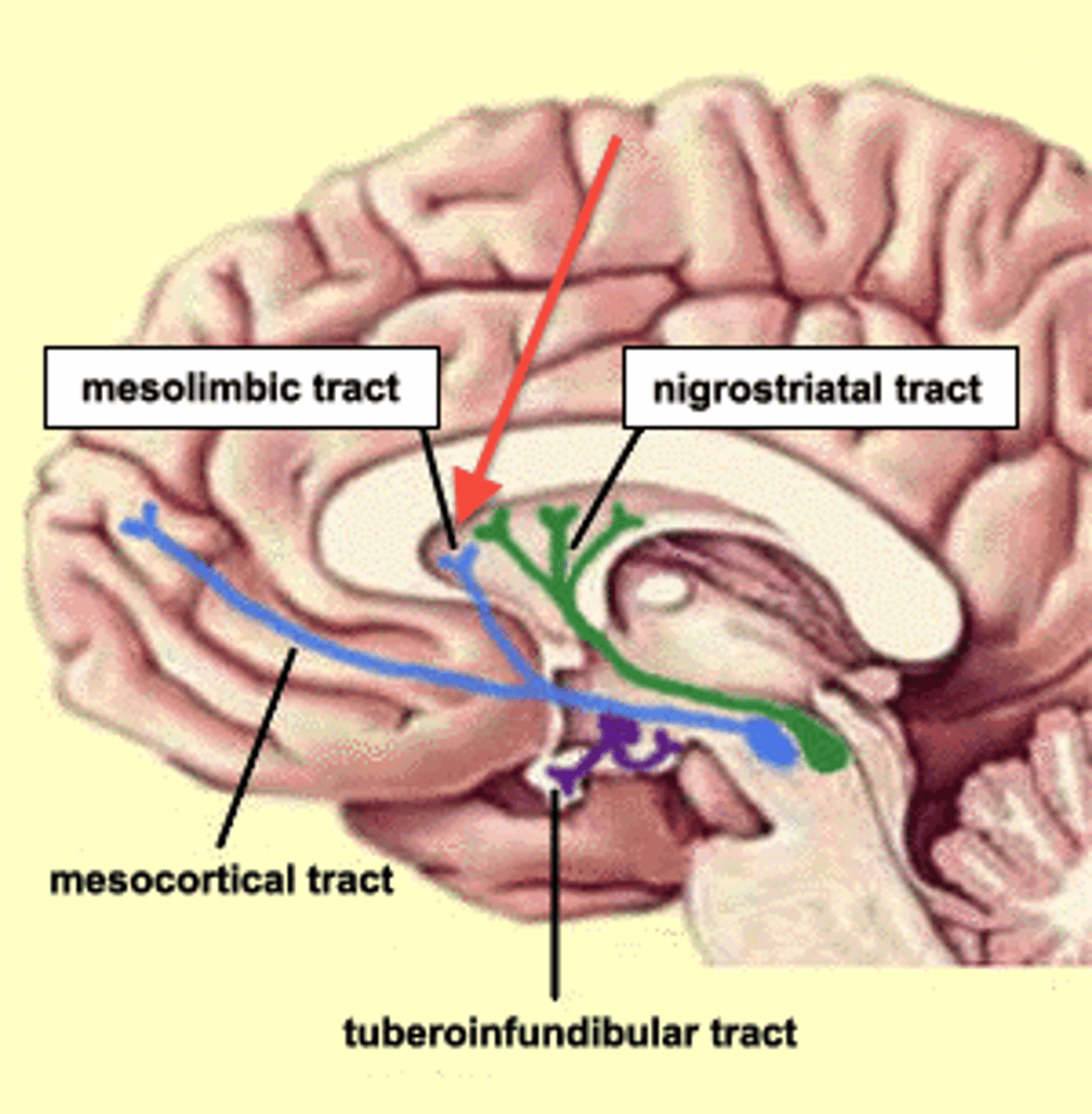<p>1. Ventral tegmental area (VTA)</p><p>- sends dopaminergic projections to other areas</p><p>2. Dorsal raphe (DR)</p><p>- sends serotonergic projections to other areas</p><p>3. Locus Coeruleus (LC)</p><p>- sends noradrenergic input to other areas.</p><p>Low activity in these brain regions is involved in depression. Therefore this links to how monoamines may be involved in depression.</p>